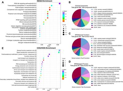 Integrated analysis of transcriptomics, proteomics and metabolomics data reveals the role of SLC39A1 in renal cell carcinoma